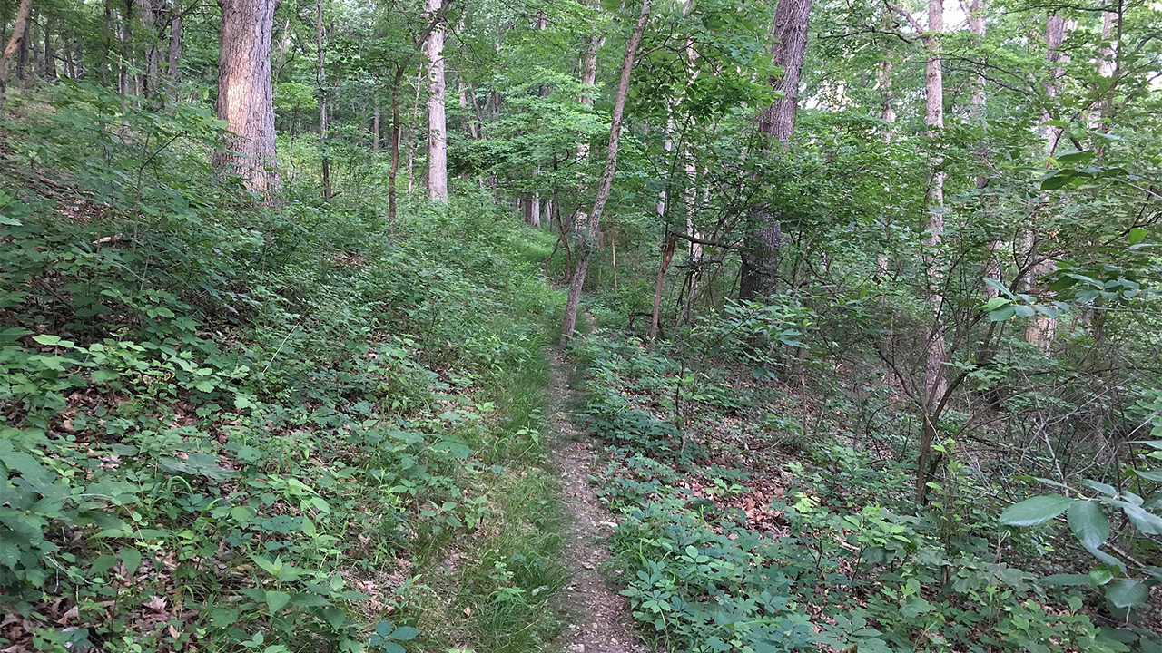 Ozark Dogwood forest