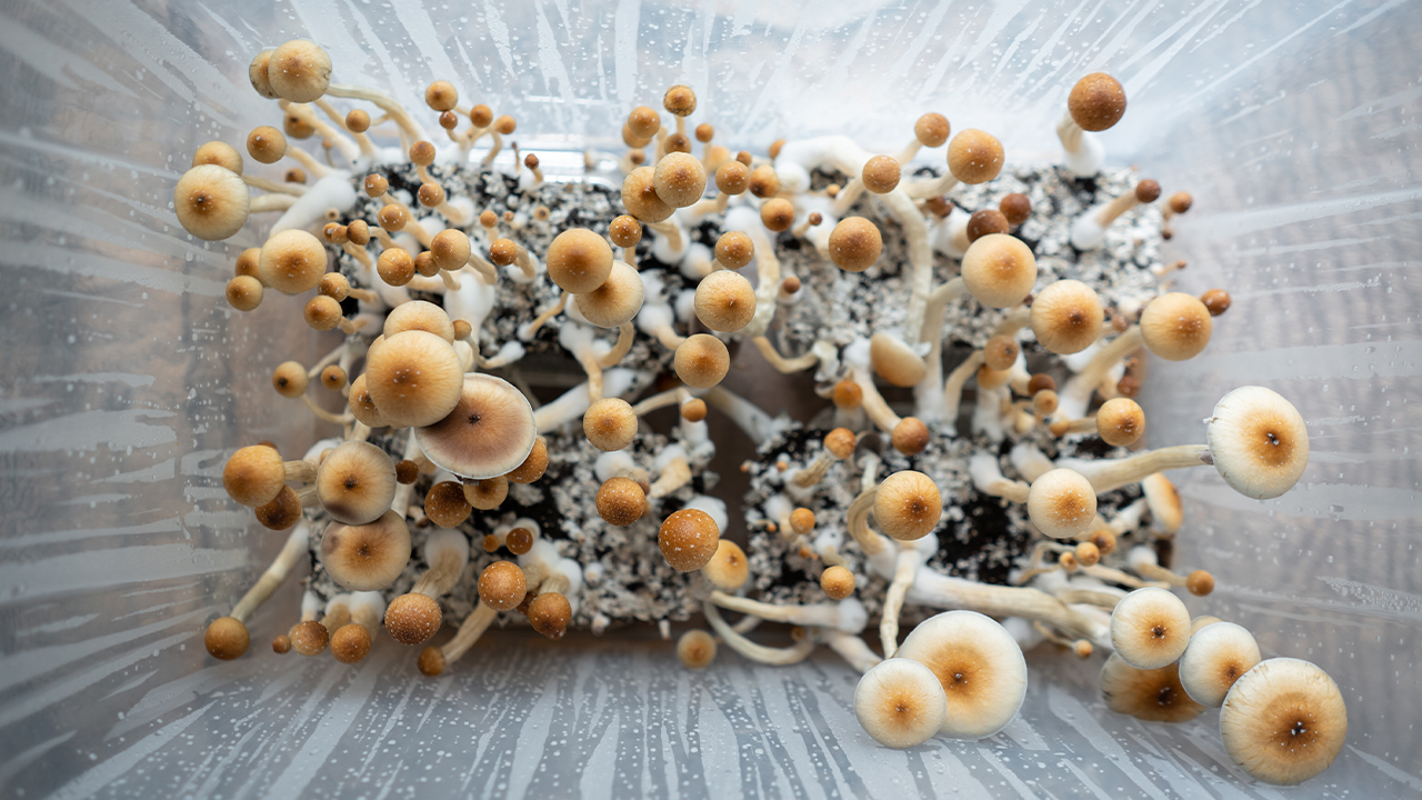 Psilocybin Mushrooms