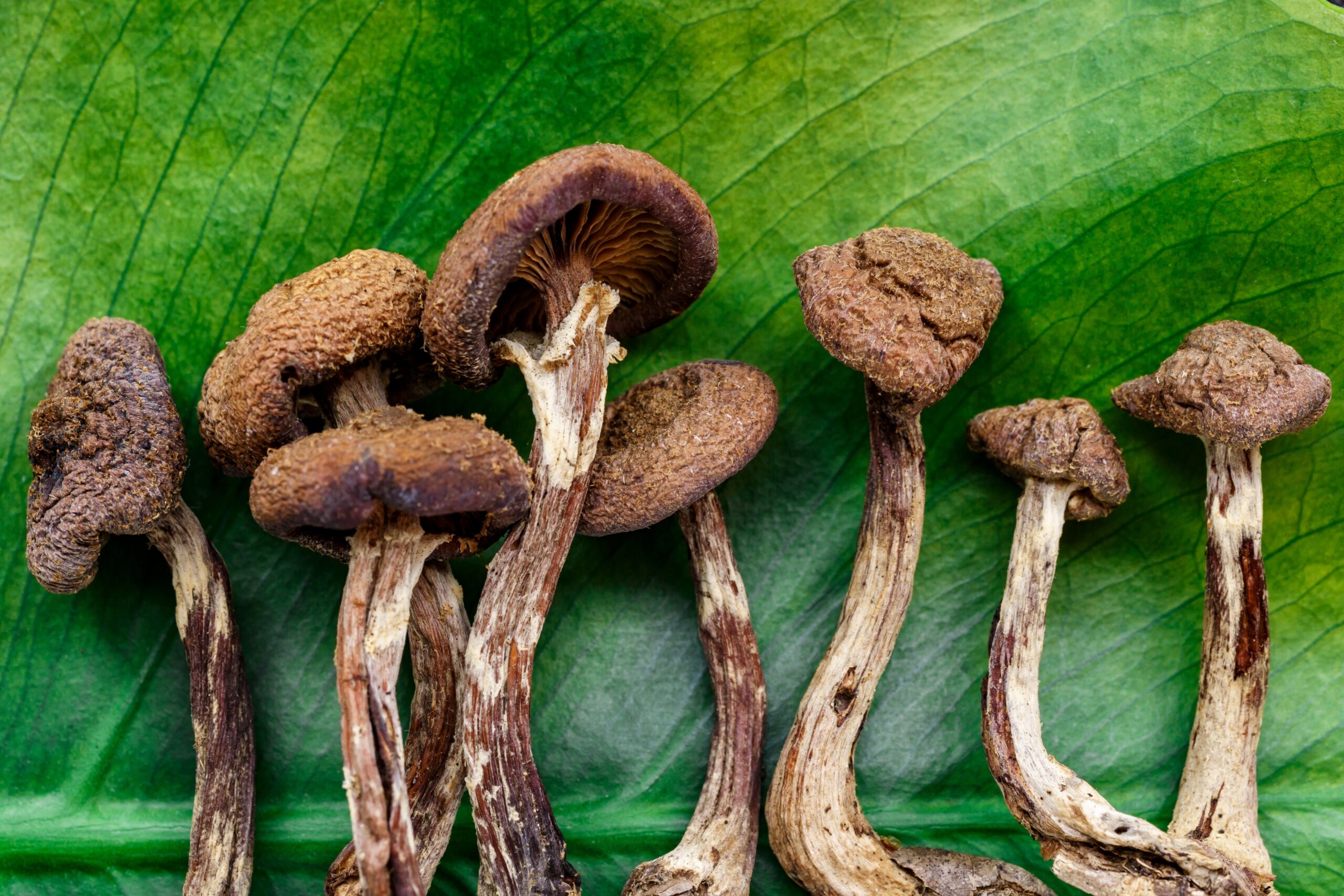 psilocybin