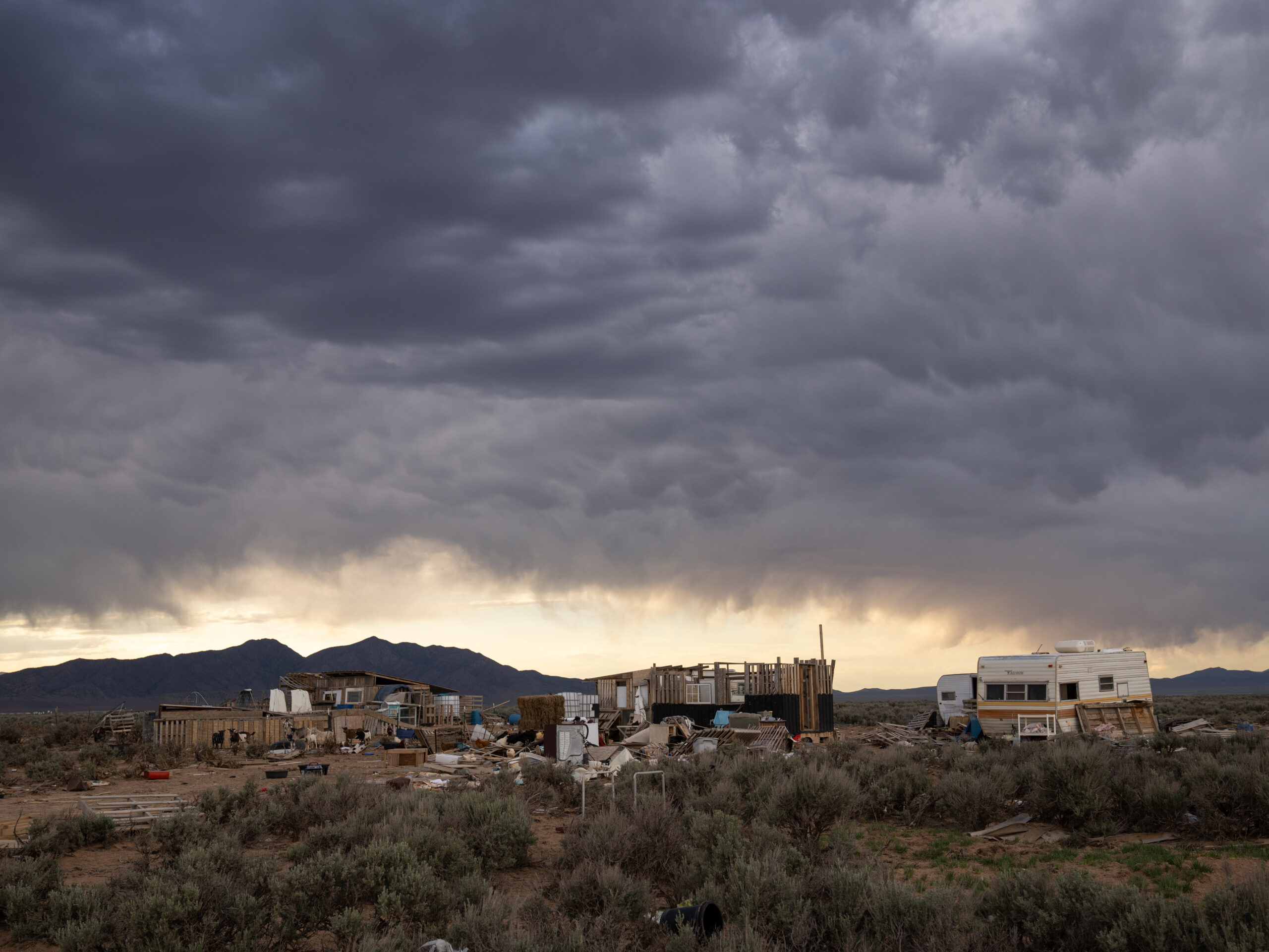 Carole Alden Last Chance Rooster Ranch