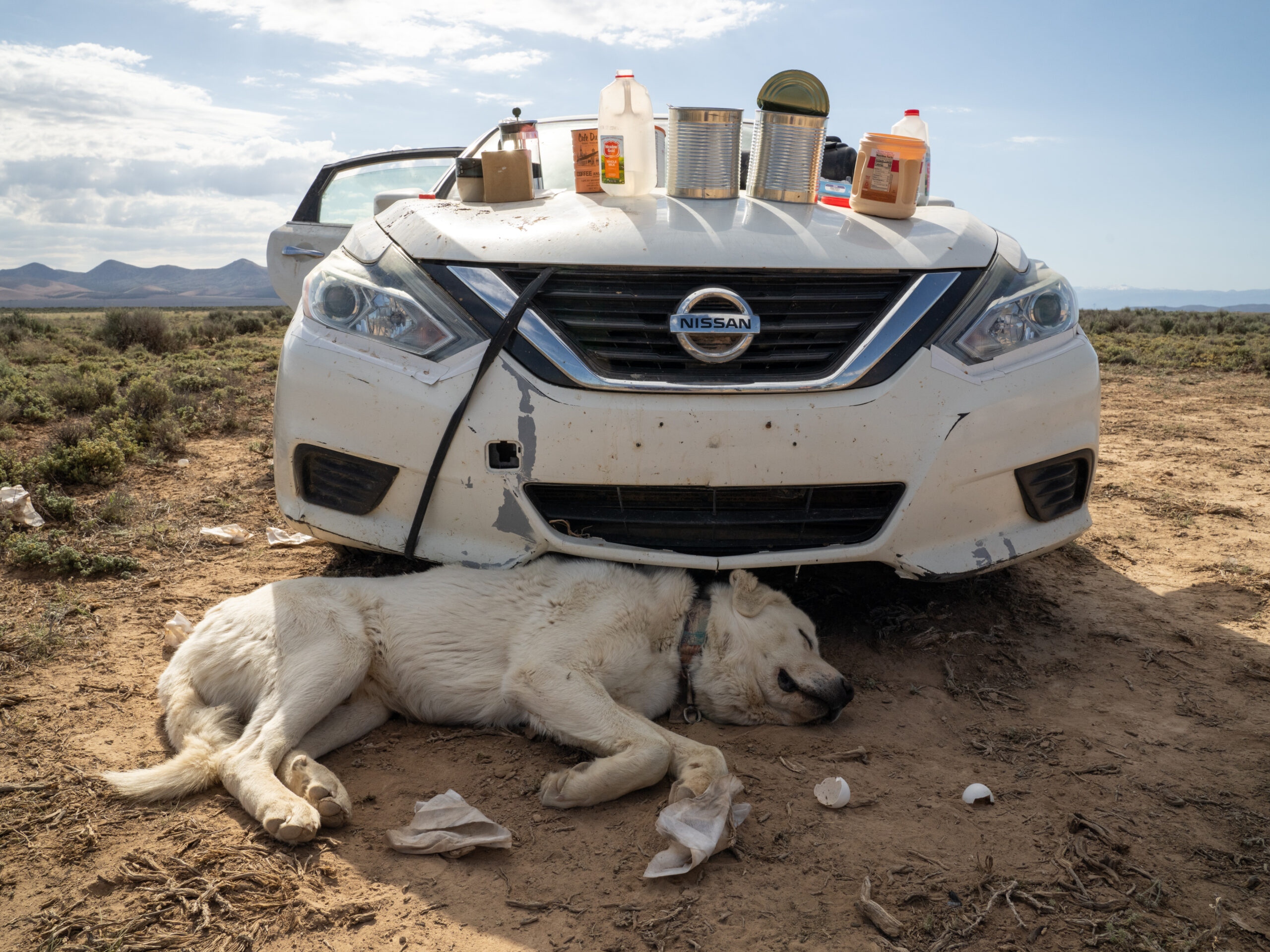 Carole Alden Last Chance Rooster Ranch