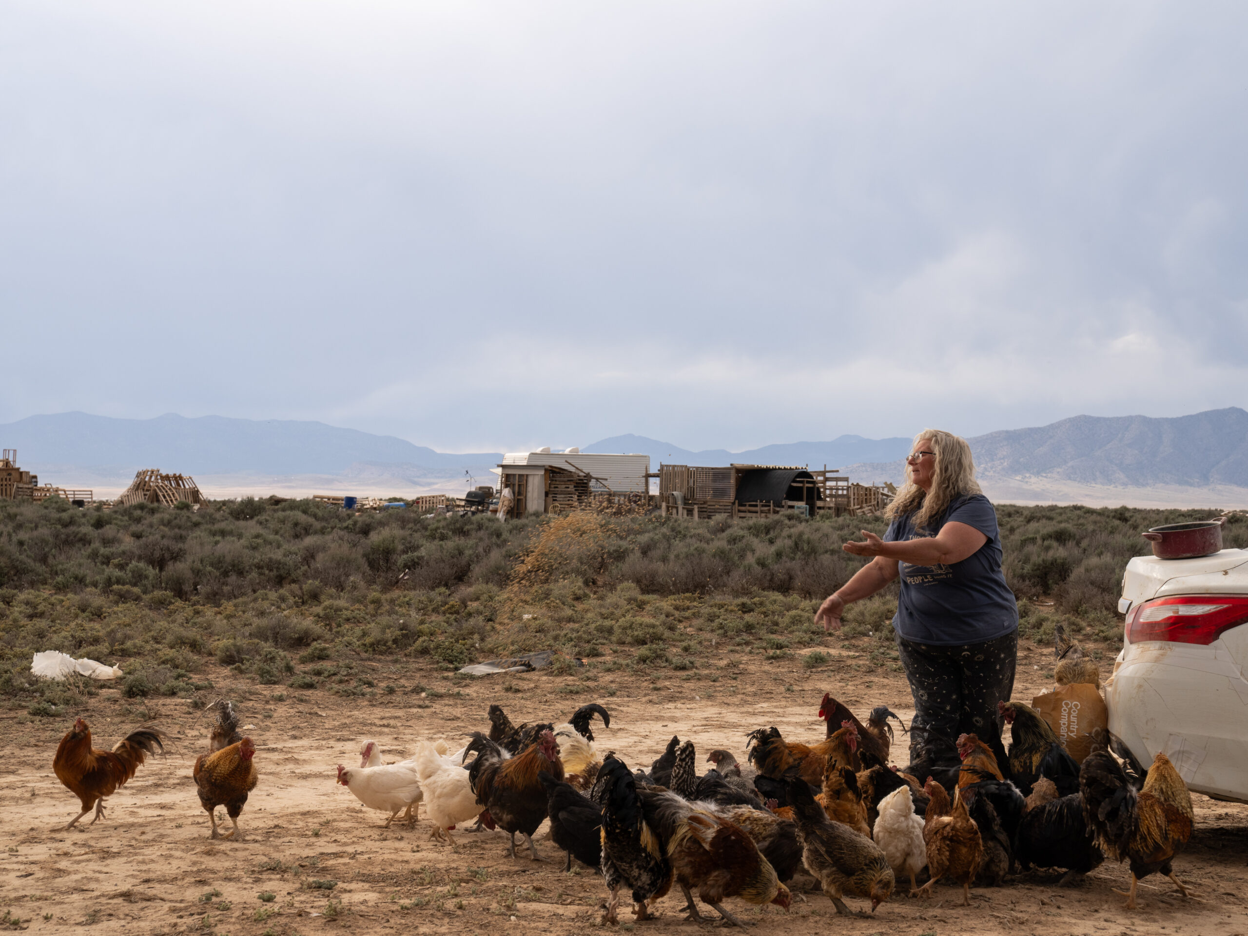 Carole Alden Last Chance Rooster Ranch