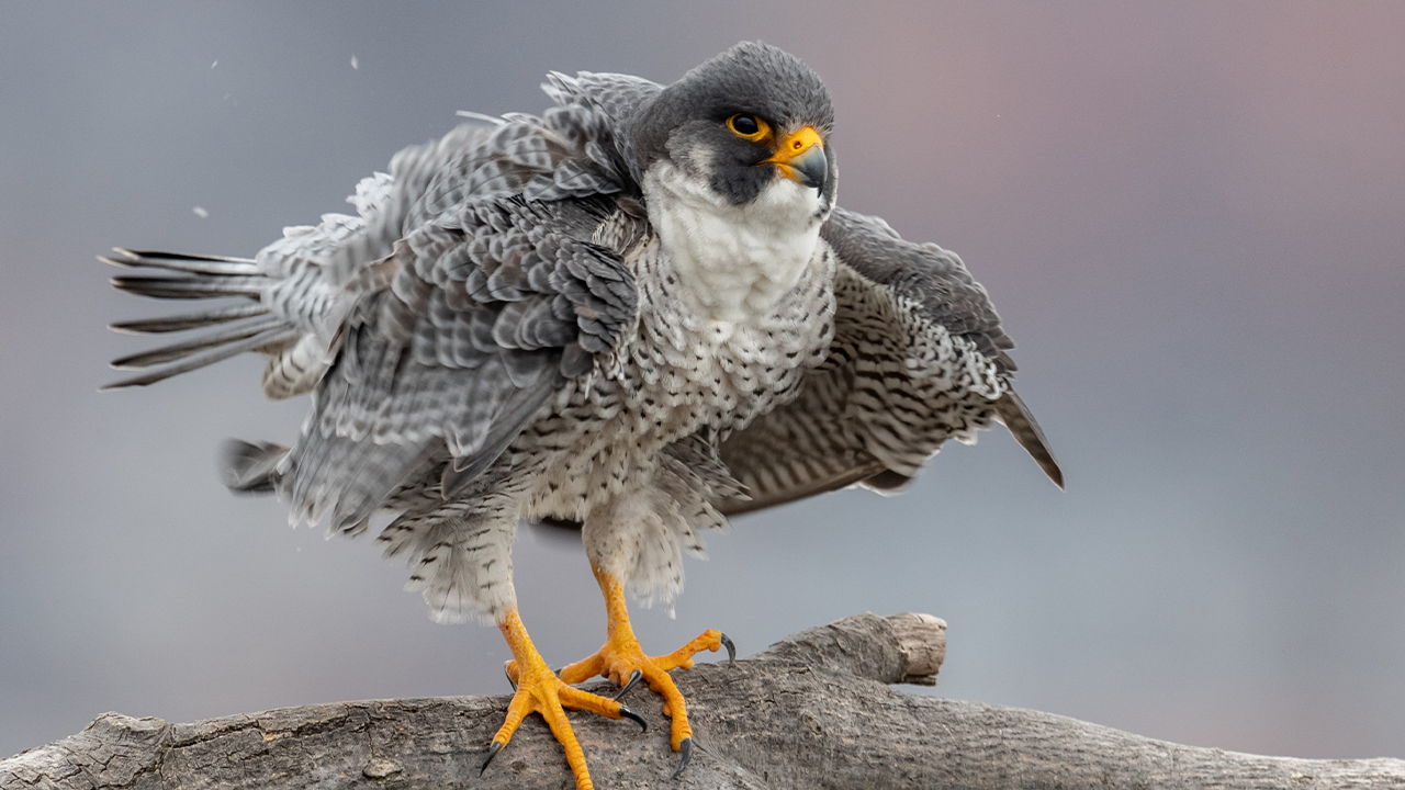 peregrine falcon