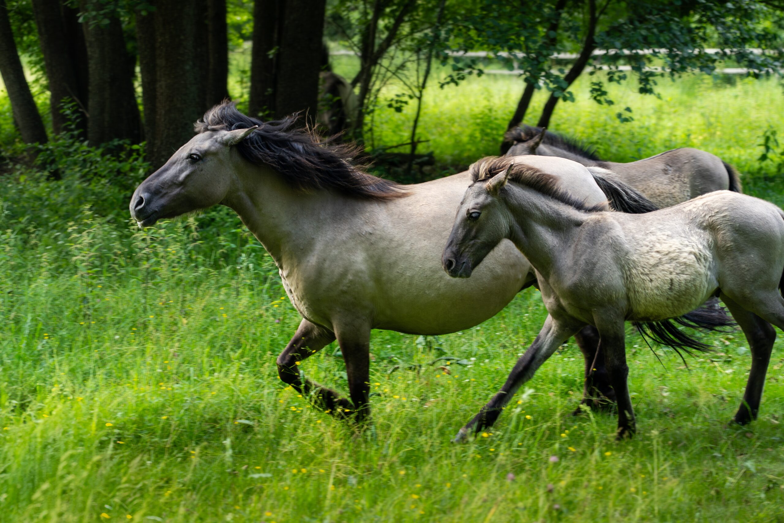 Polish horses in natural habitat