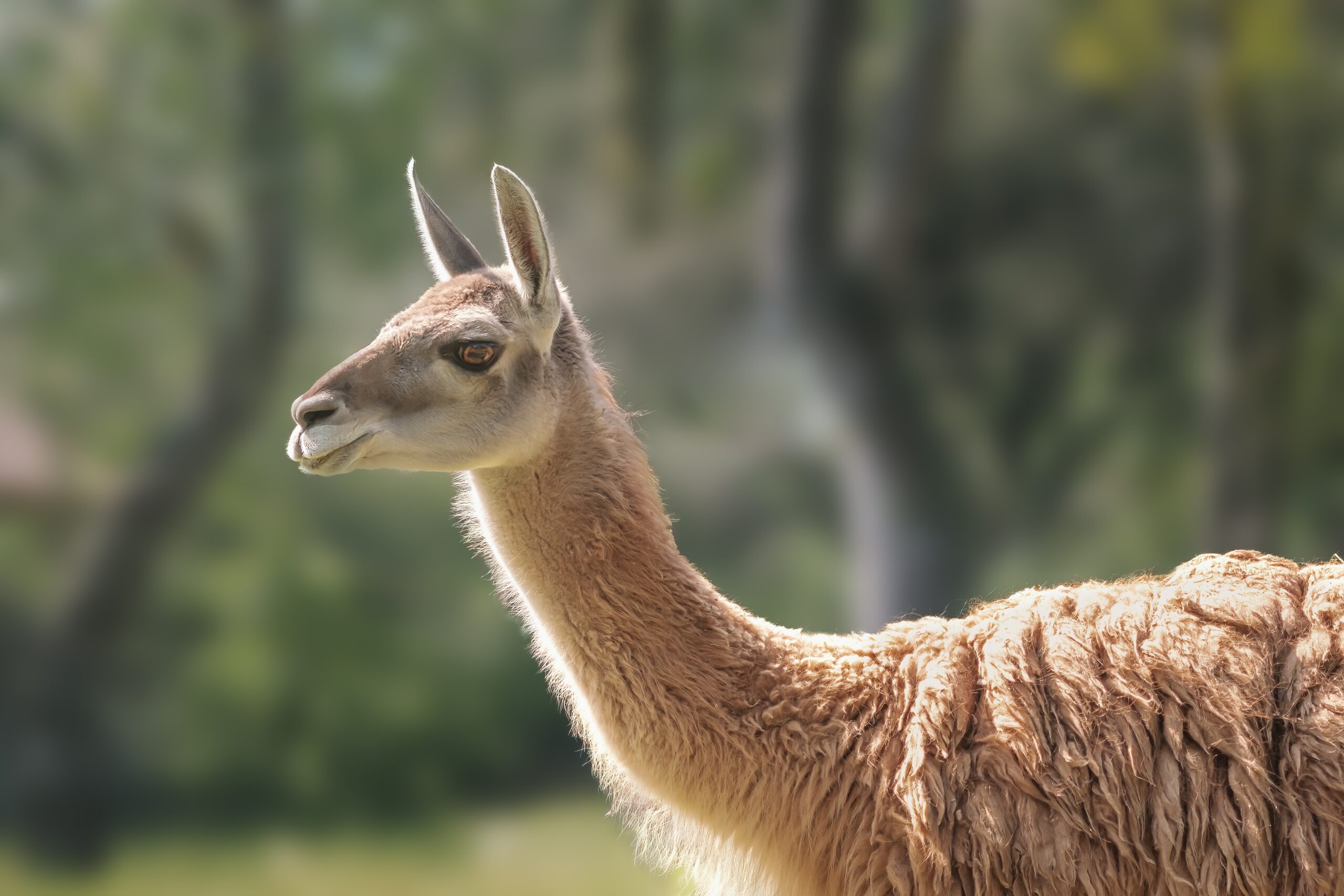 Guanaco in Argentina