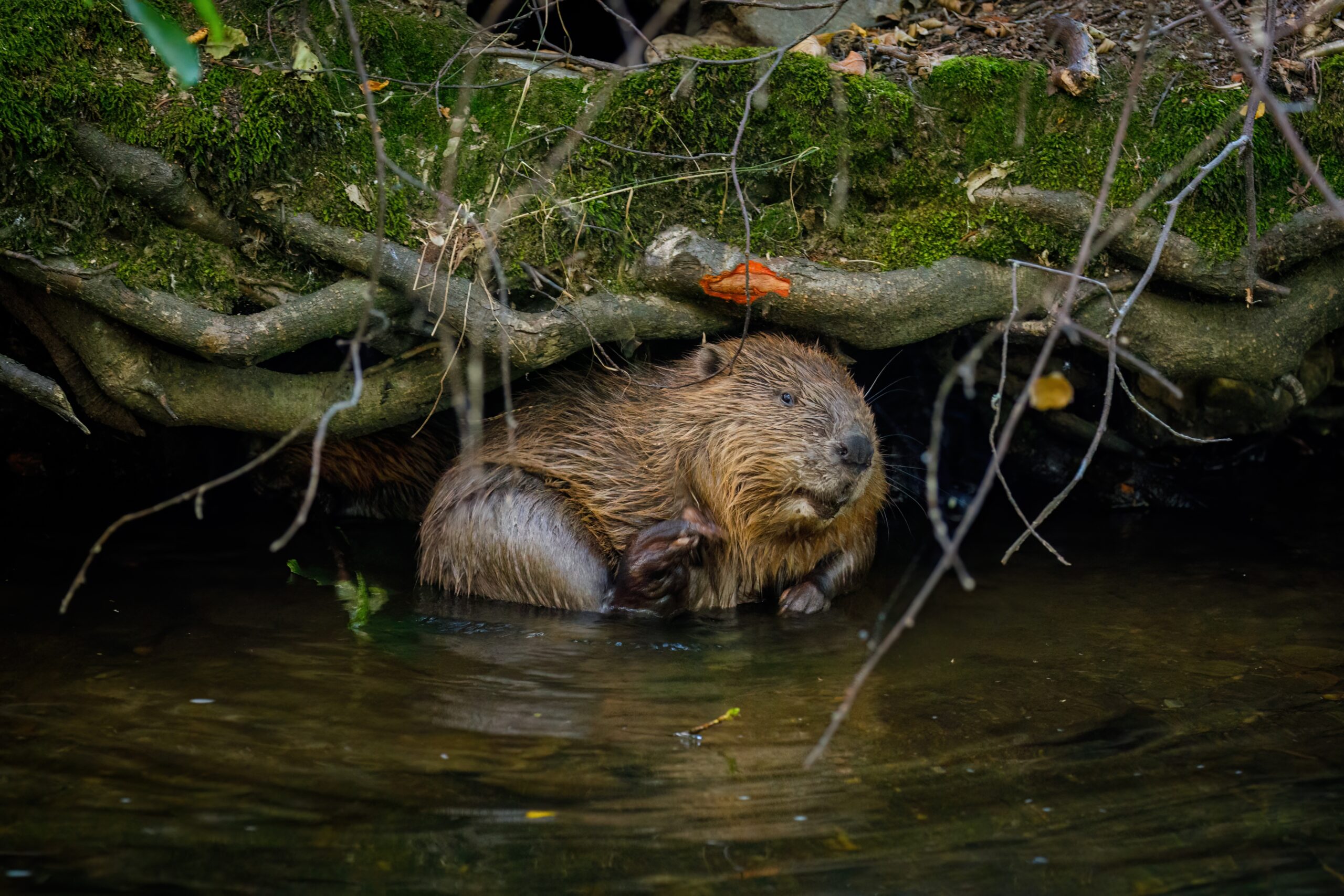 Wild European beaver