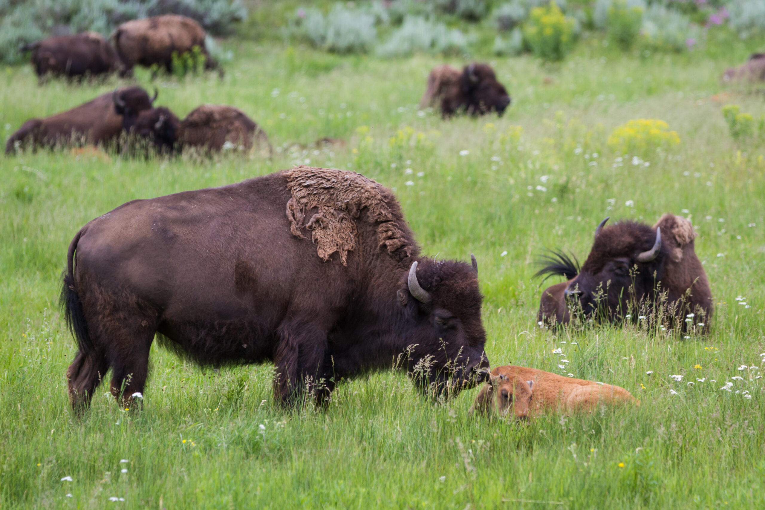 bison in Yellowstone Park