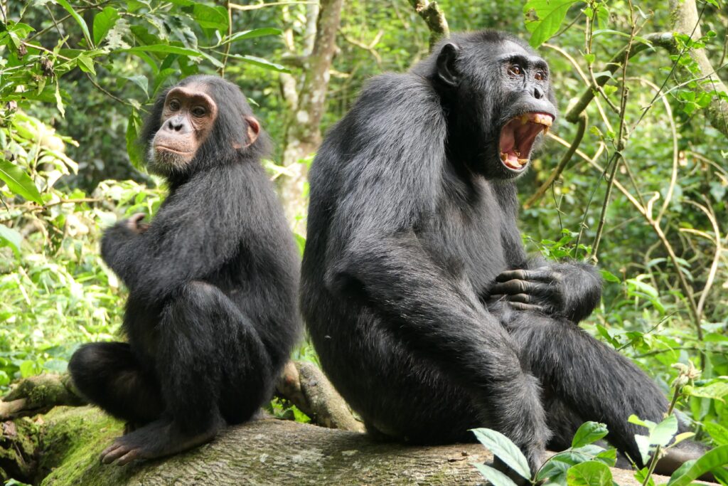 Chimps communicating