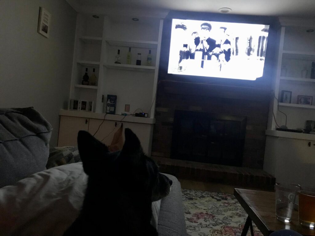 Nala watching “A Hard Day’s Night”