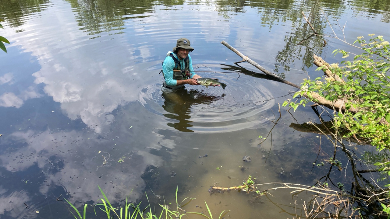 Fly-fishing with cicadas