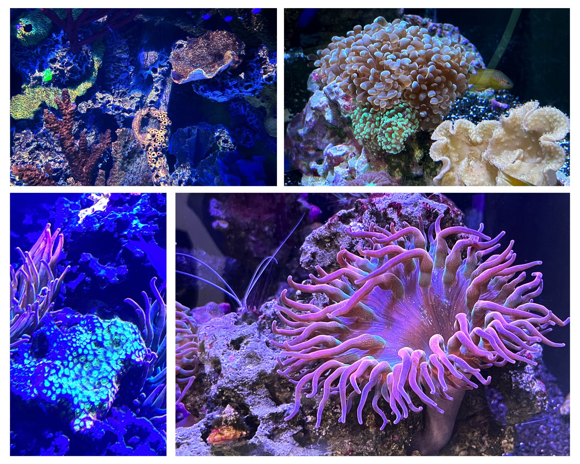 endangered coral